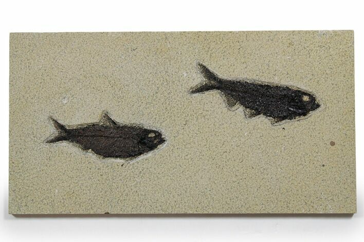 Multiple Fossil Fish (Knightia) Plate - Wyoming #349269